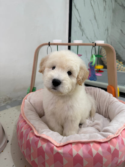 🪐 Space: Cream Chow+Spitz+Poo 🇸🇬 (Boy)