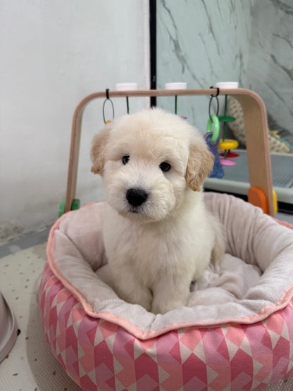 🪐 Space: Cream Chow+Spitz+Poo 🇸🇬 (Boy)
