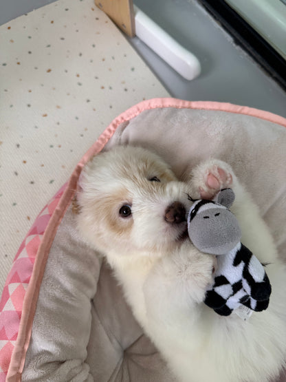 ⭐️ Starley: Cream Chow+Spitz+Poo 🇸🇬 (Girl)