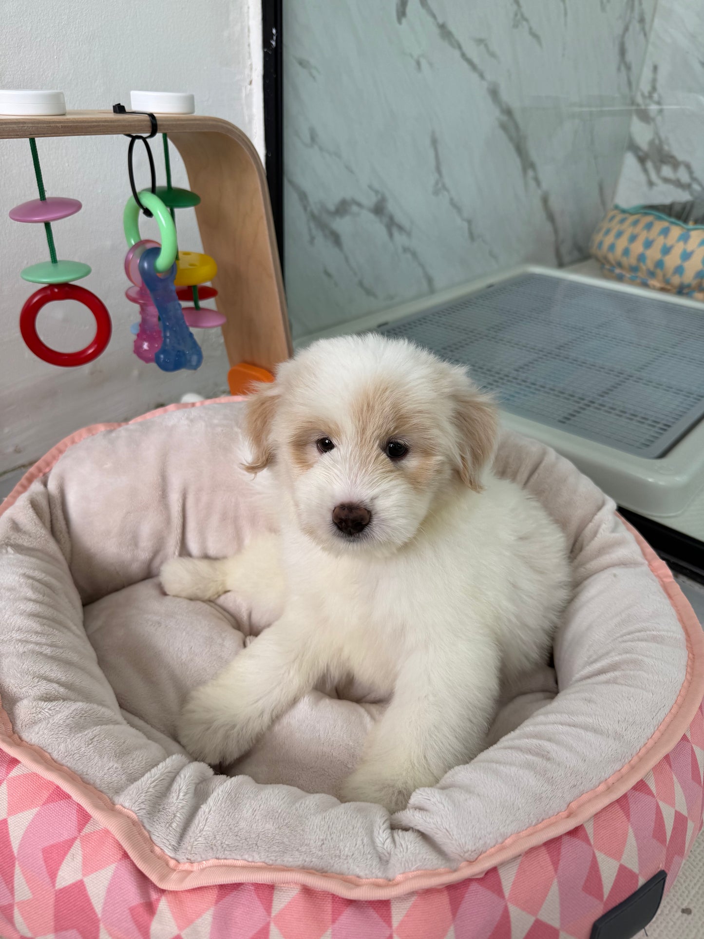 ⭐️ Starley: Cream Chow+Spitz+Poo 🇸🇬 (Girl)