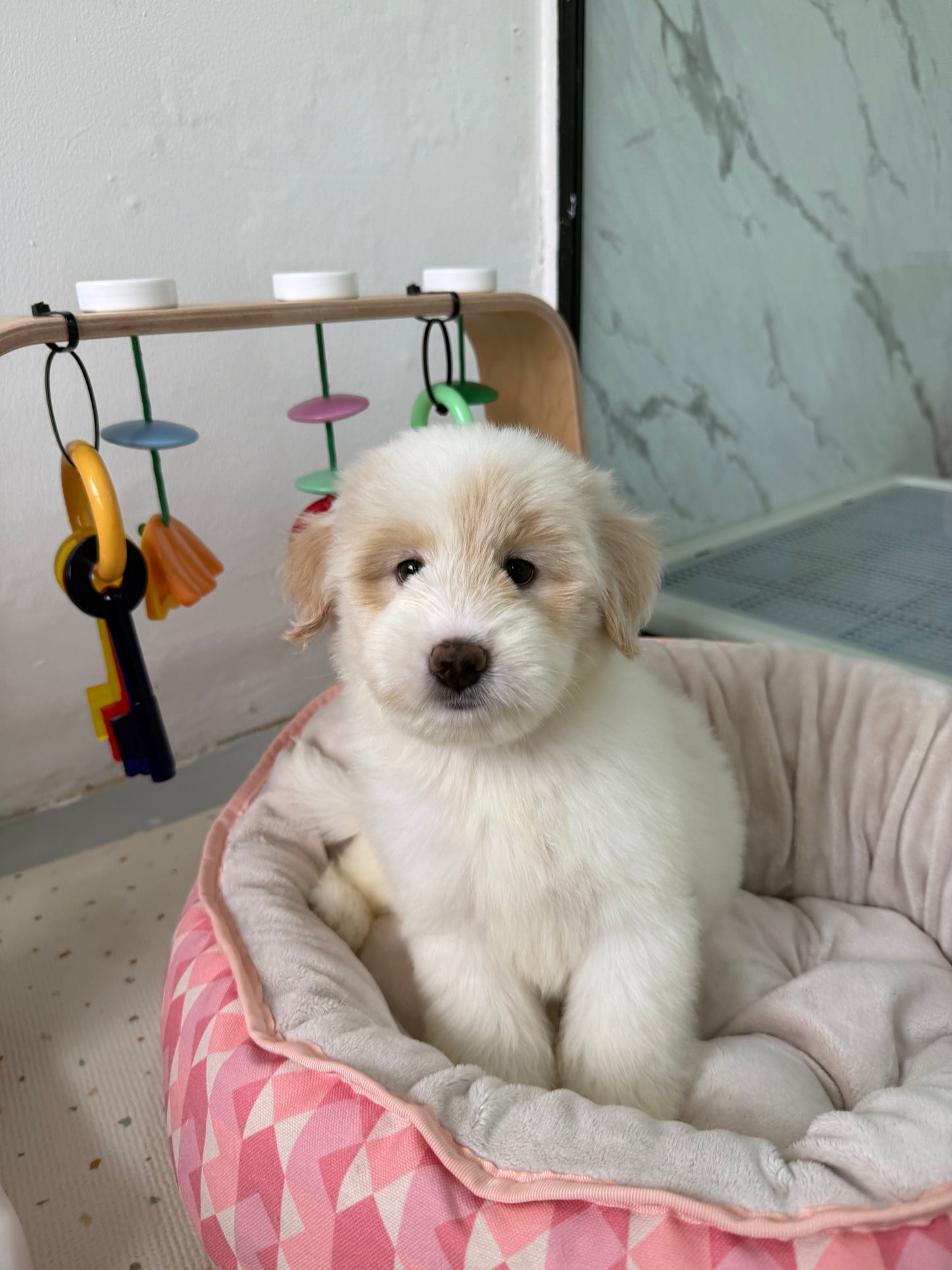 ⭐️ Starley: Cream Chow+Spitz+Poo 🇸🇬 (Girl)