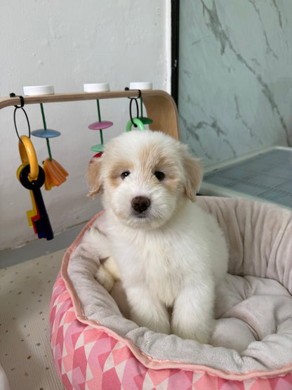 ⭐️ Starley: Cream Chow+Spitz+Poo 🇸🇬 (Girl)