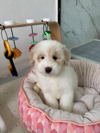 ⭐️ Starley: Cream Chow+Spitz+Poo 🇸🇬 (Girl)