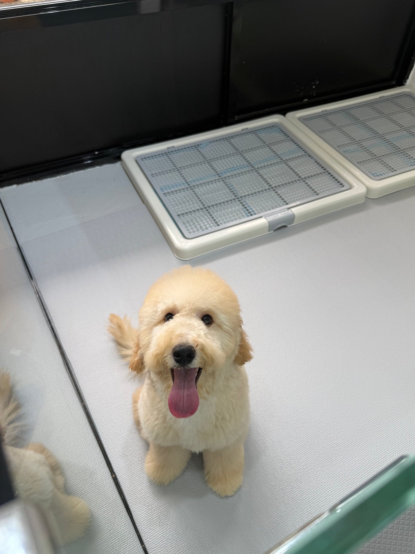 Cream Brown F1BB Mini Petite Golden Doodle 🇸🇬 (Boy)