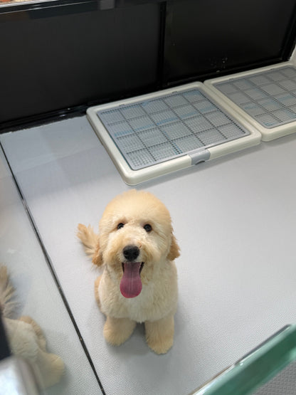Cream Brown F1BB Mini Petite Golden Doodle 🇸🇬 (Boy)
