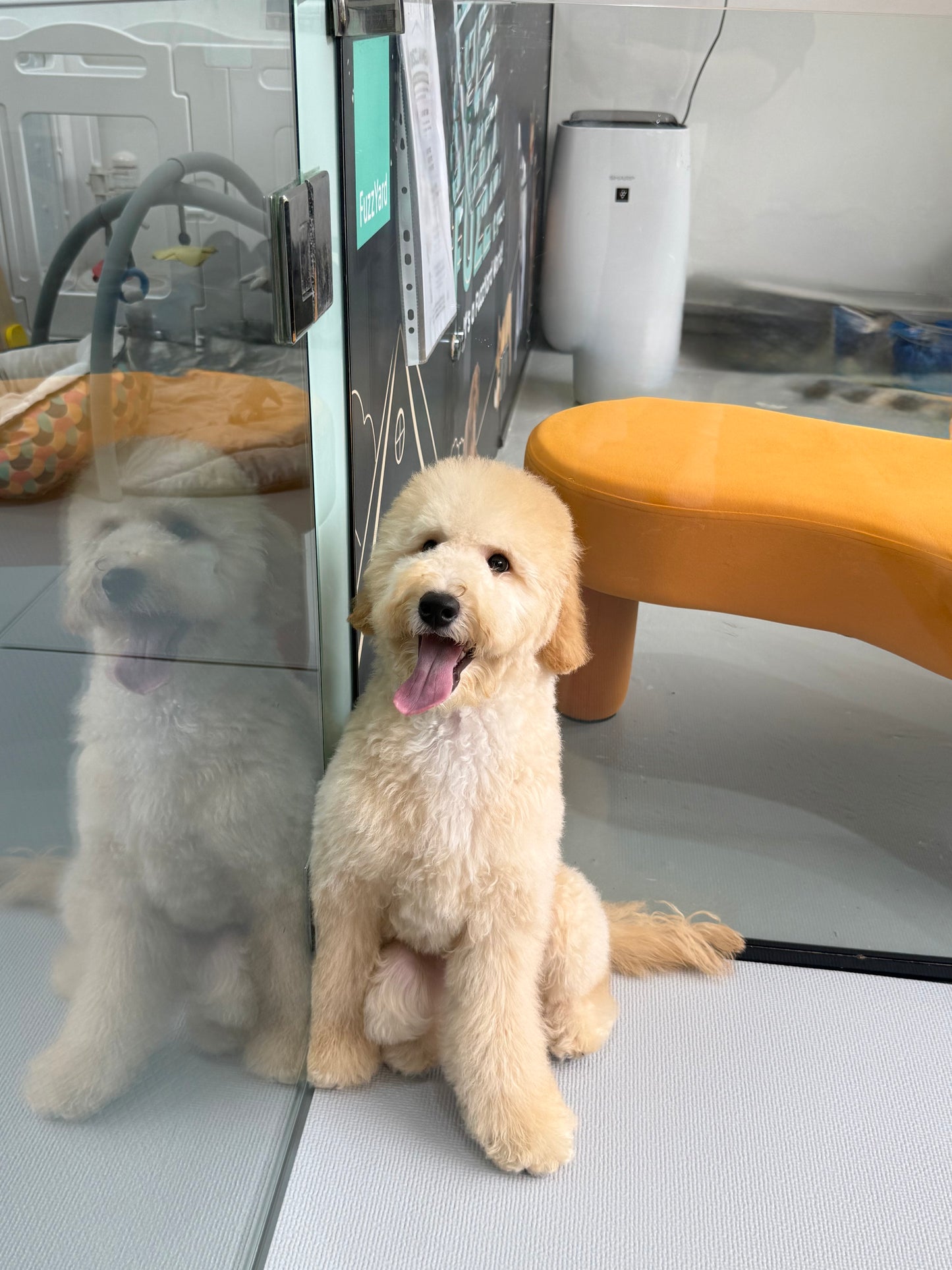 Cream Brown F1BB Mini Petite Golden Doodle 🇸🇬 (Boy)