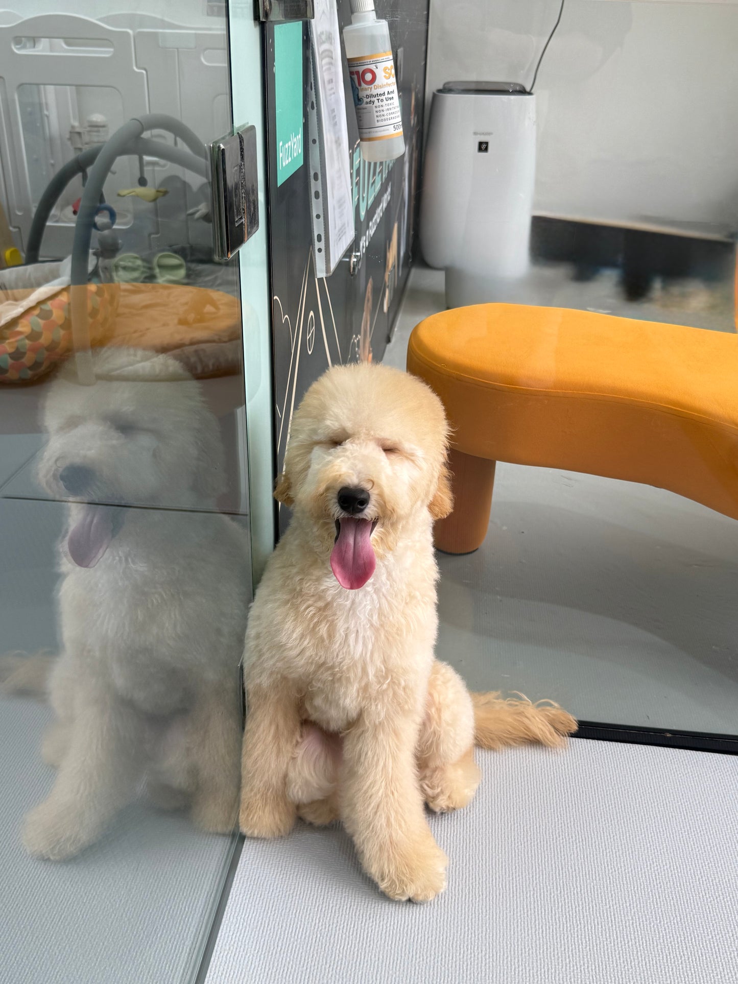 Cream Brown F1BB Mini Petite Golden Doodle 🇸🇬 (Boy)