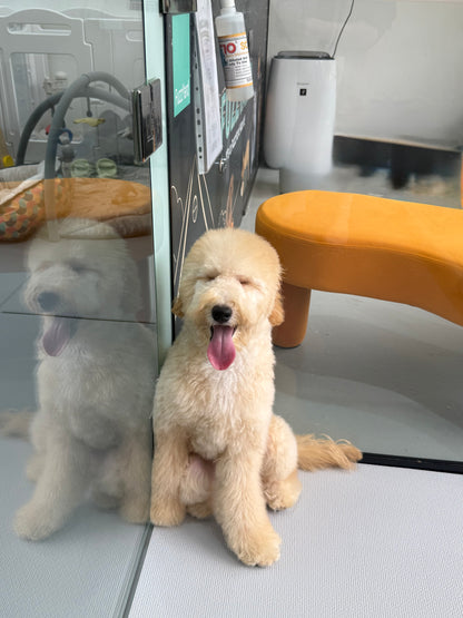 Cream Brown F1BB Mini Petite Golden Doodle 🇸🇬 (Boy)