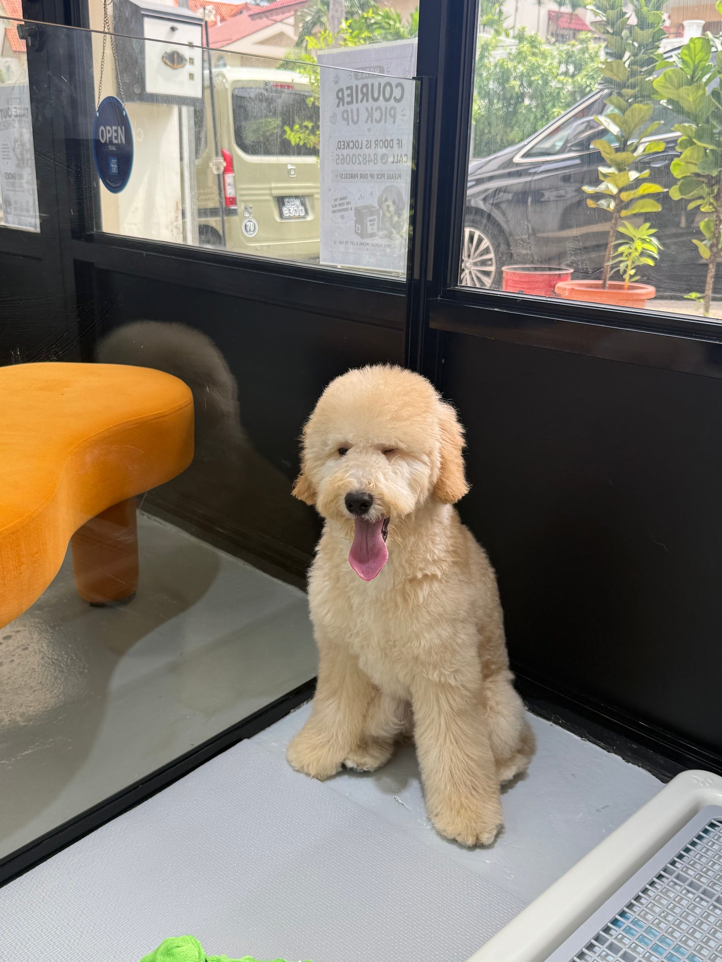 Cream Brown F1BB Mini Petite Golden Doodle 🇸🇬 (Boy)