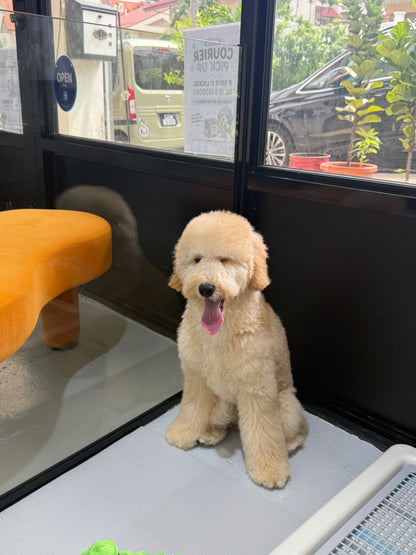 Cream Brown F1BB Mini Petite Golden Doodle 🇸🇬 (Boy)