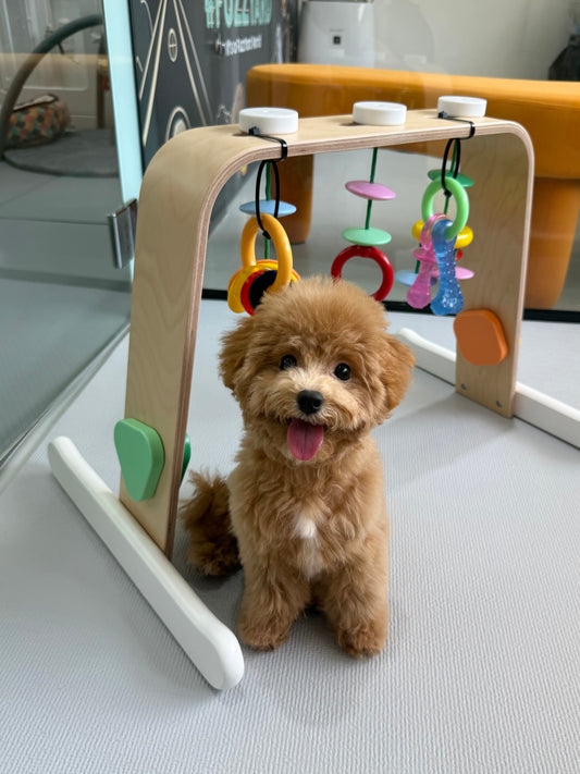 Clover: Brown Toy Cavapoo 🇸🇬 (Girl)
