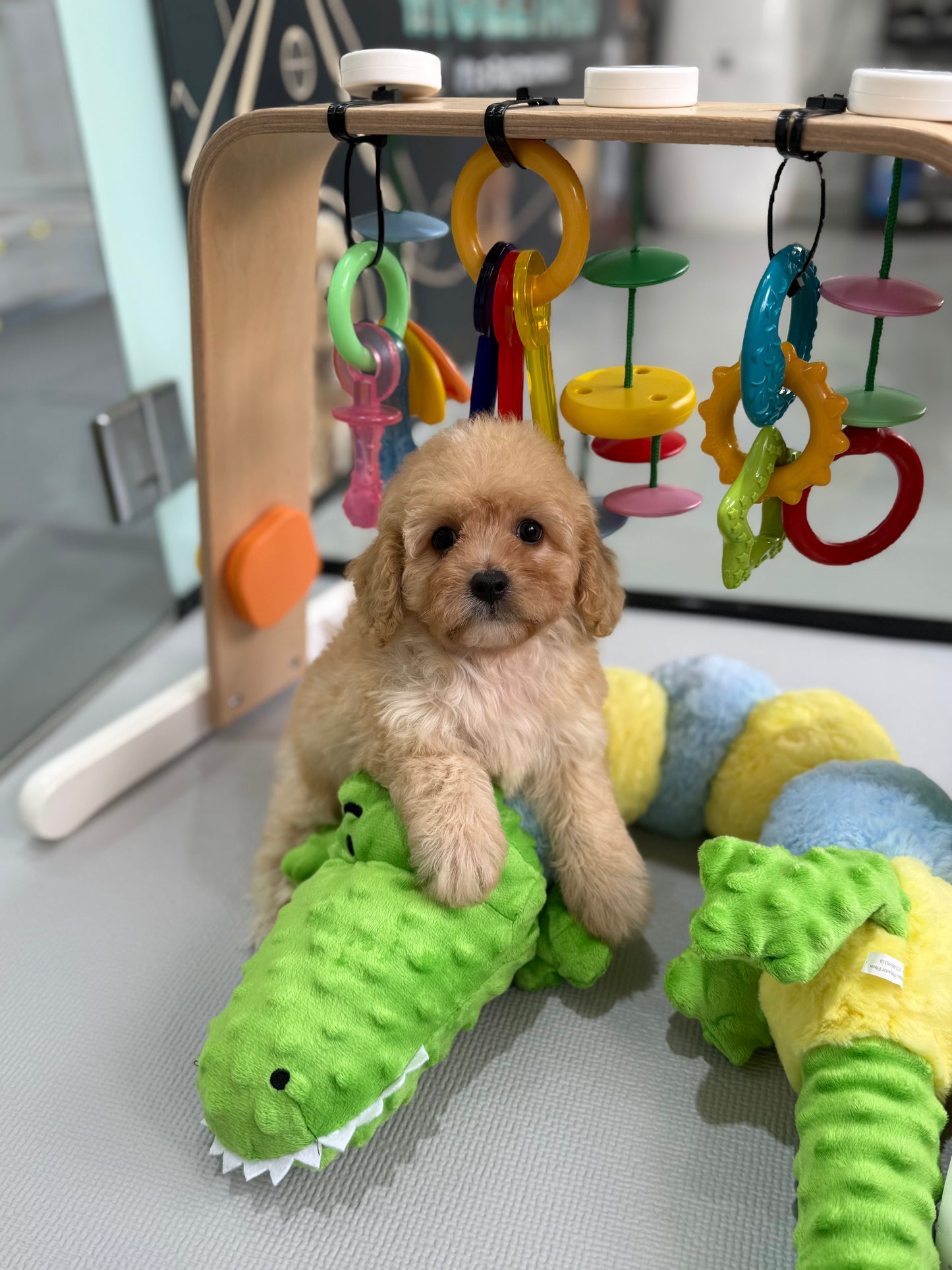 Apricot Toy Cavapoo 🇸🇬 (Boy)
