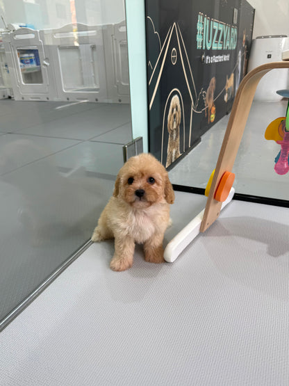 Apricot Toy Cavapoo 🇸🇬 (Boy)