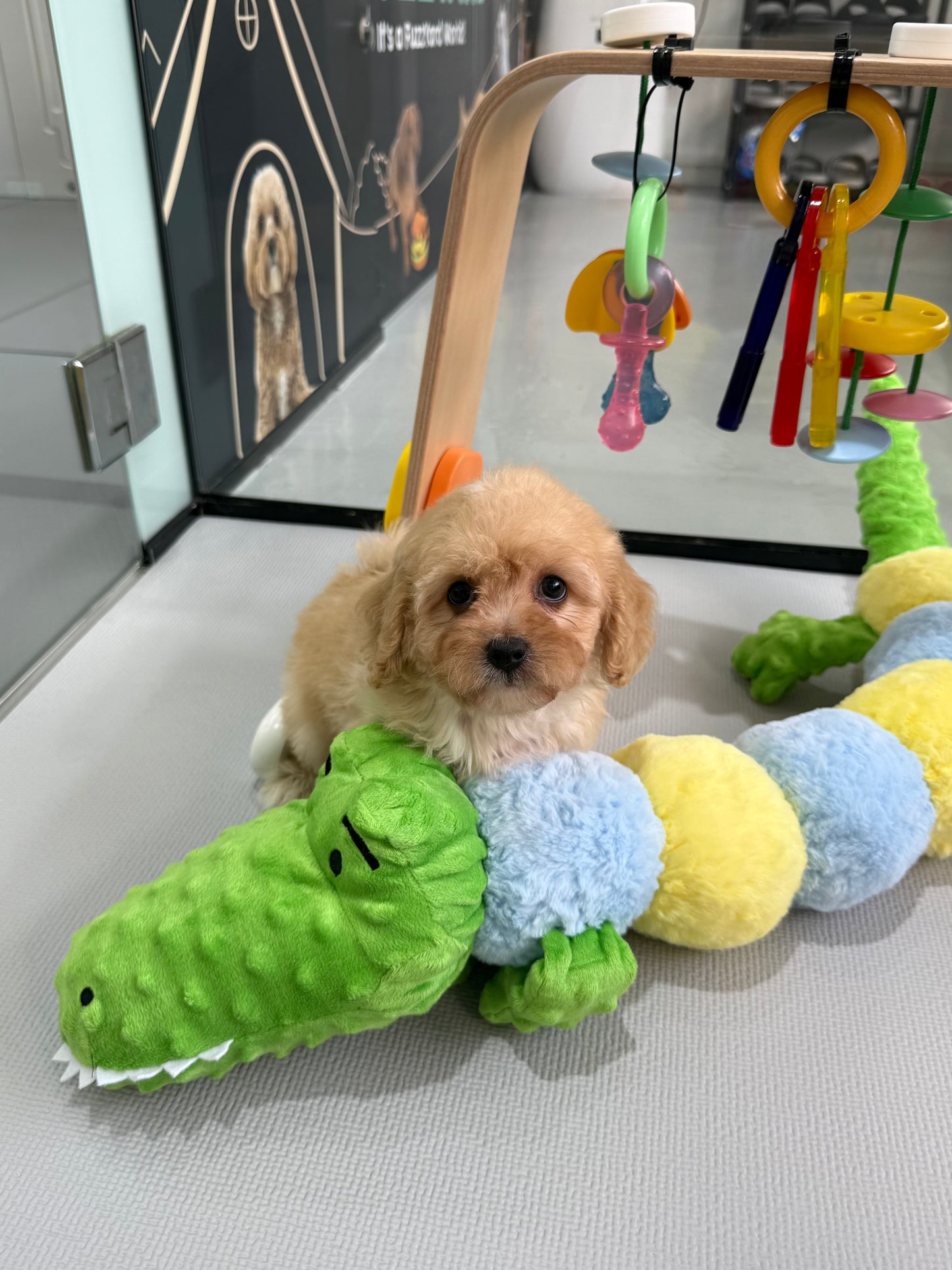 Apricot Toy Cavapoo 🇸🇬 (Boy)