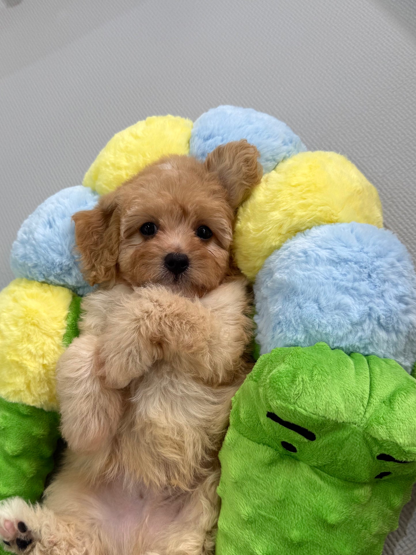 Apricot Toy Cavapoo 🇸🇬 (Boy)
