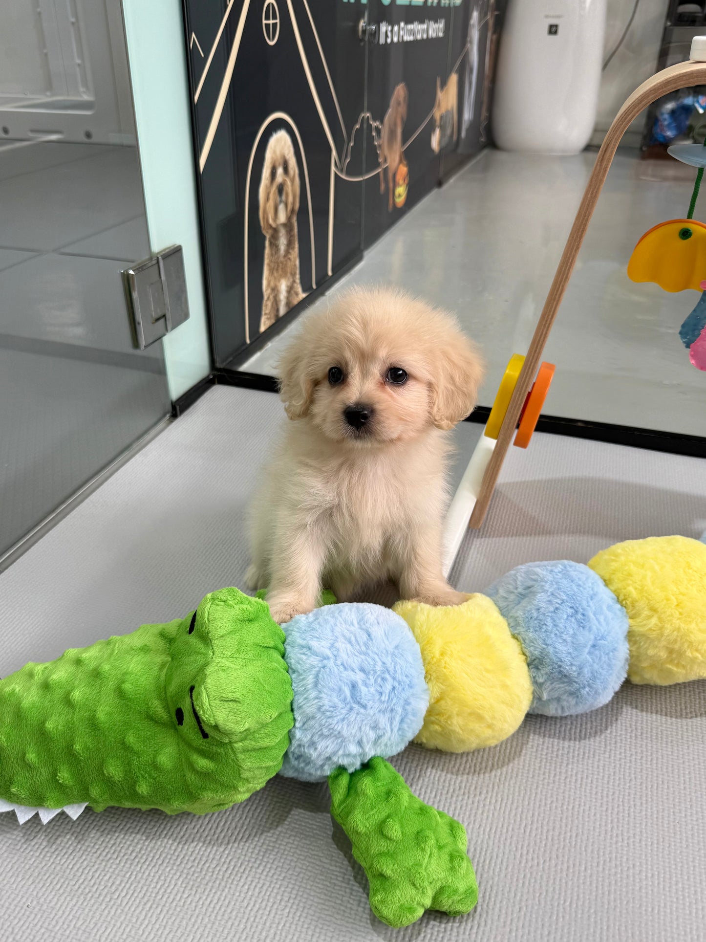 Cream Toy Cavapoo 🇸🇬 (Boy)