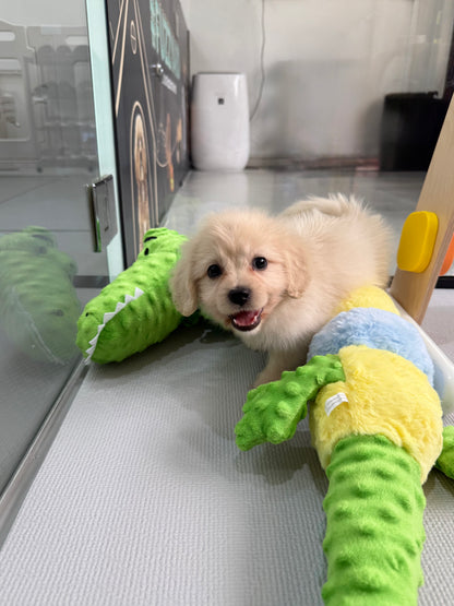 Cream Toy Cavapoo 🇸🇬 (Boy)