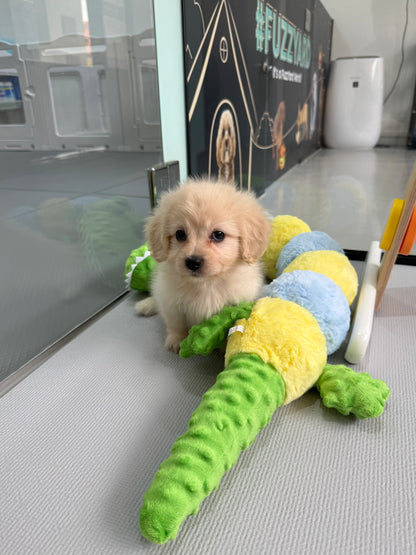 Cream Toy Cavapoo 🇸🇬 (Boy)