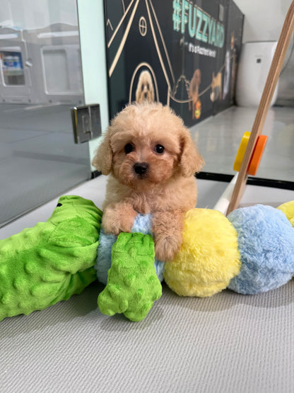 Apricot Toy Cavapoo 🇸🇬 (Girl)
