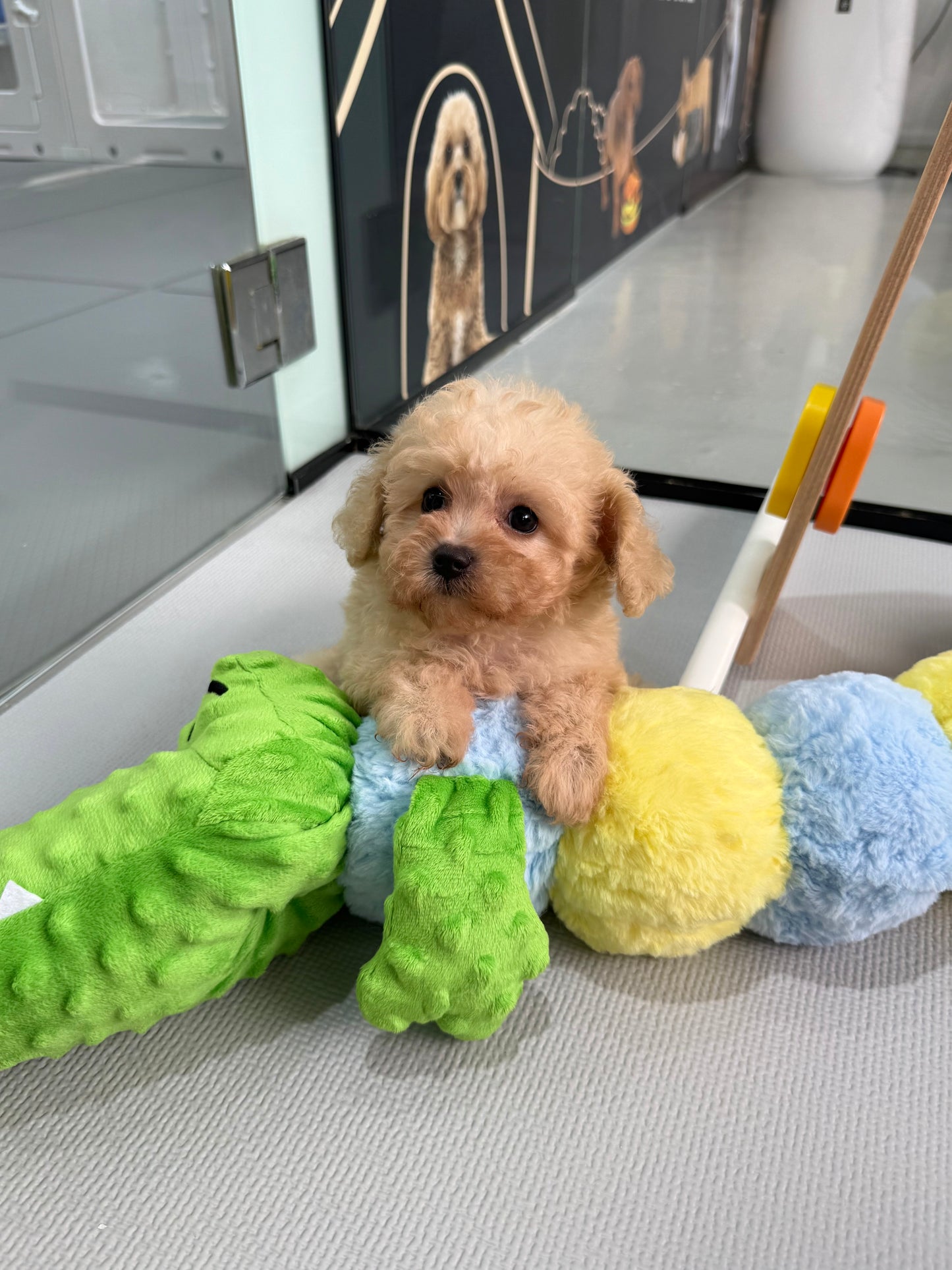 Apricot Toy Cavapoo 🇸🇬 (Girl)