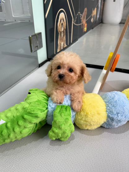 Apricot Toy Cavapoo 🇸🇬 (Girl)
