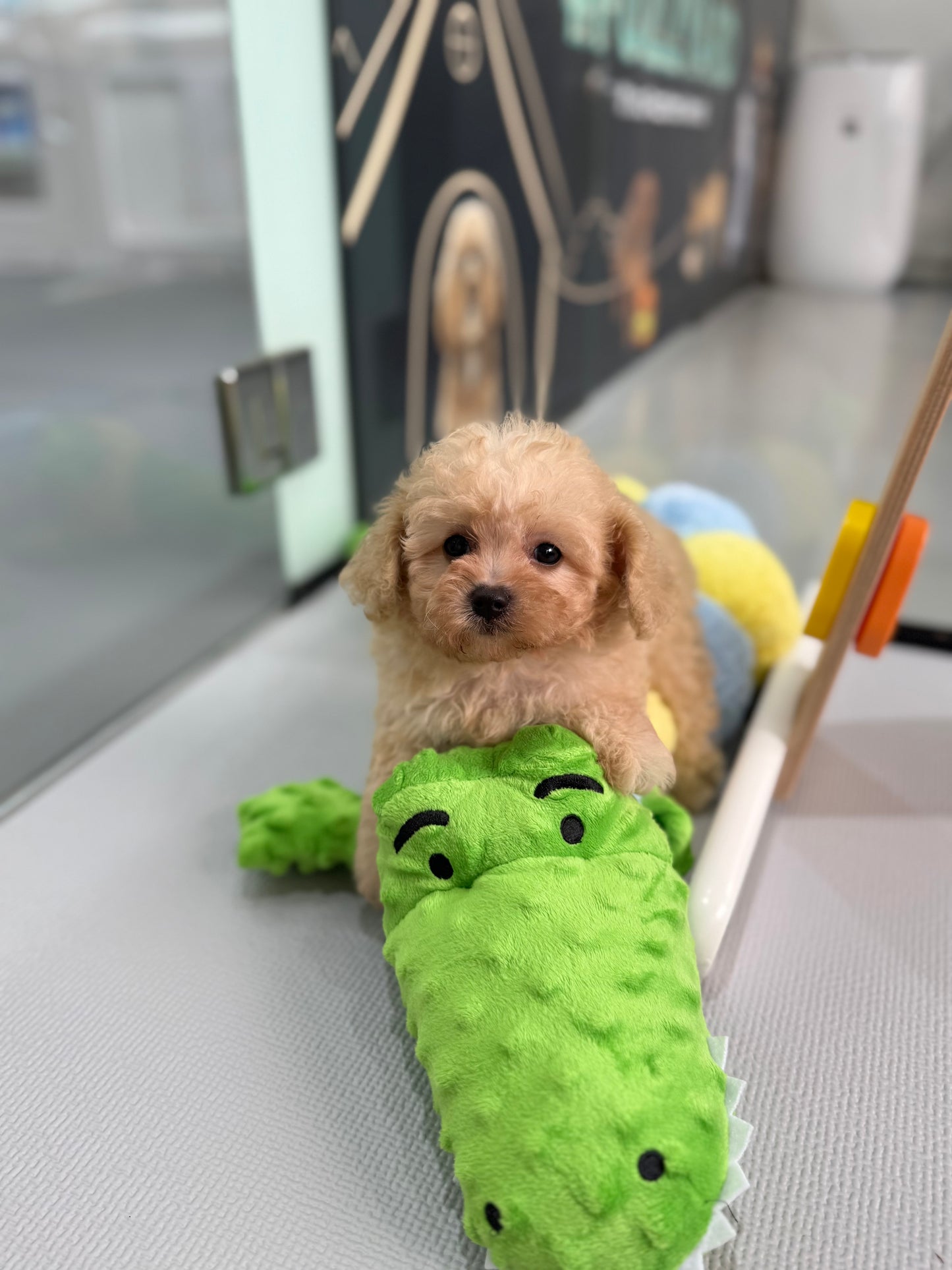 Apricot Toy Cavapoo 🇸🇬 (Girl)