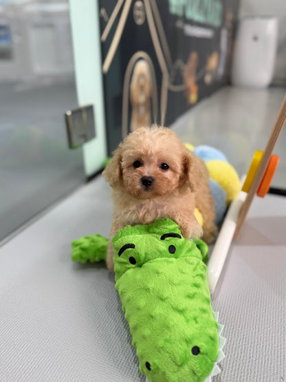 Apricot Toy Cavapoo 🇸🇬 (Girl)