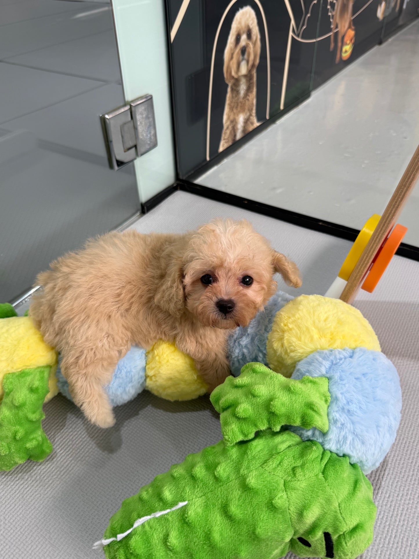 Apricot Toy Cavapoo 🇸🇬 (Girl)