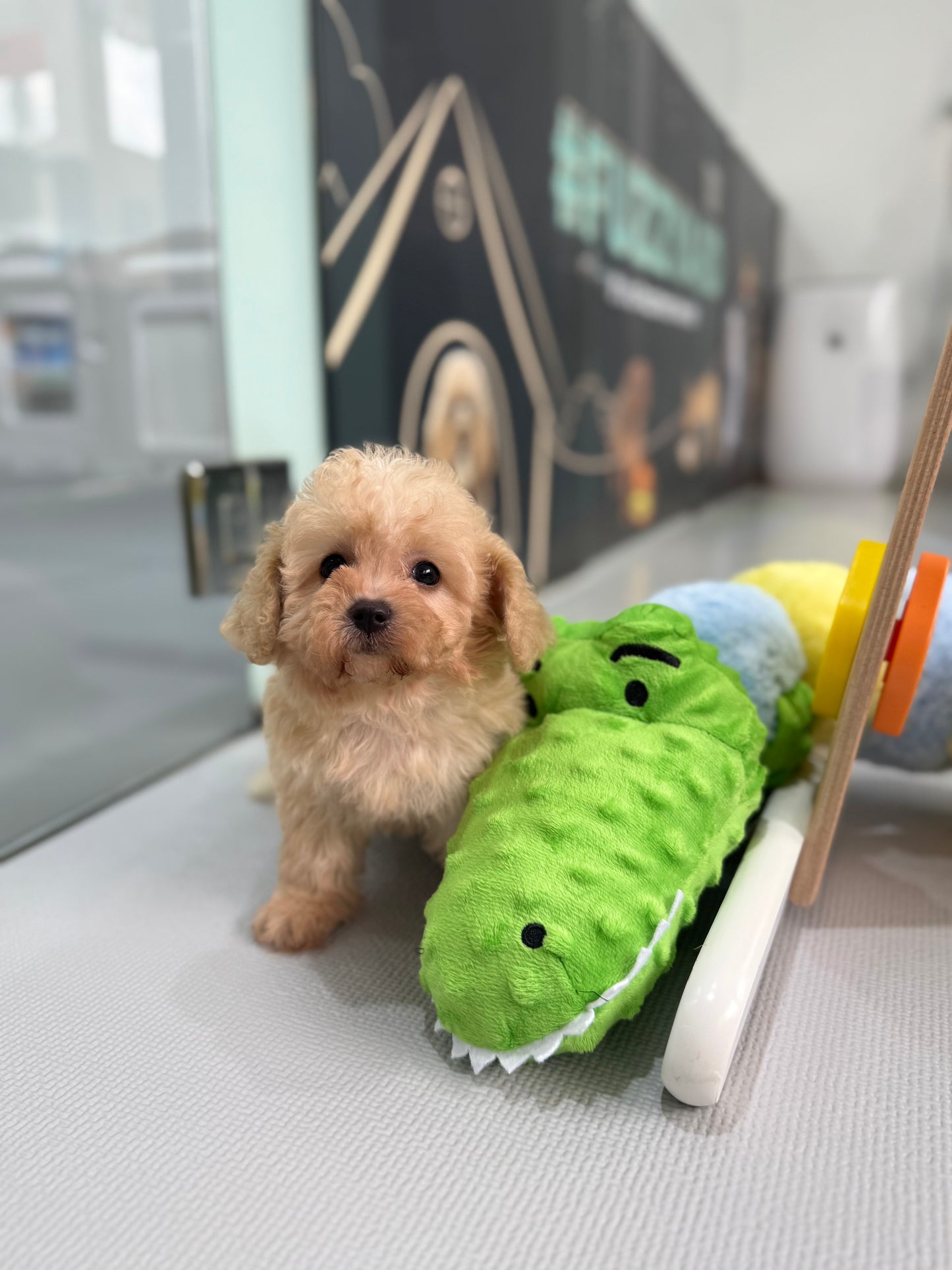 Apricot Toy Cavapoo 🇸🇬 (Girl)