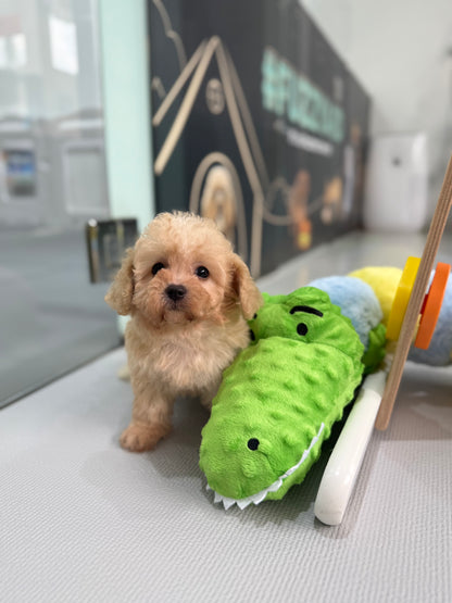 Apricot Toy Cavapoo 🇸🇬 (Girl)
