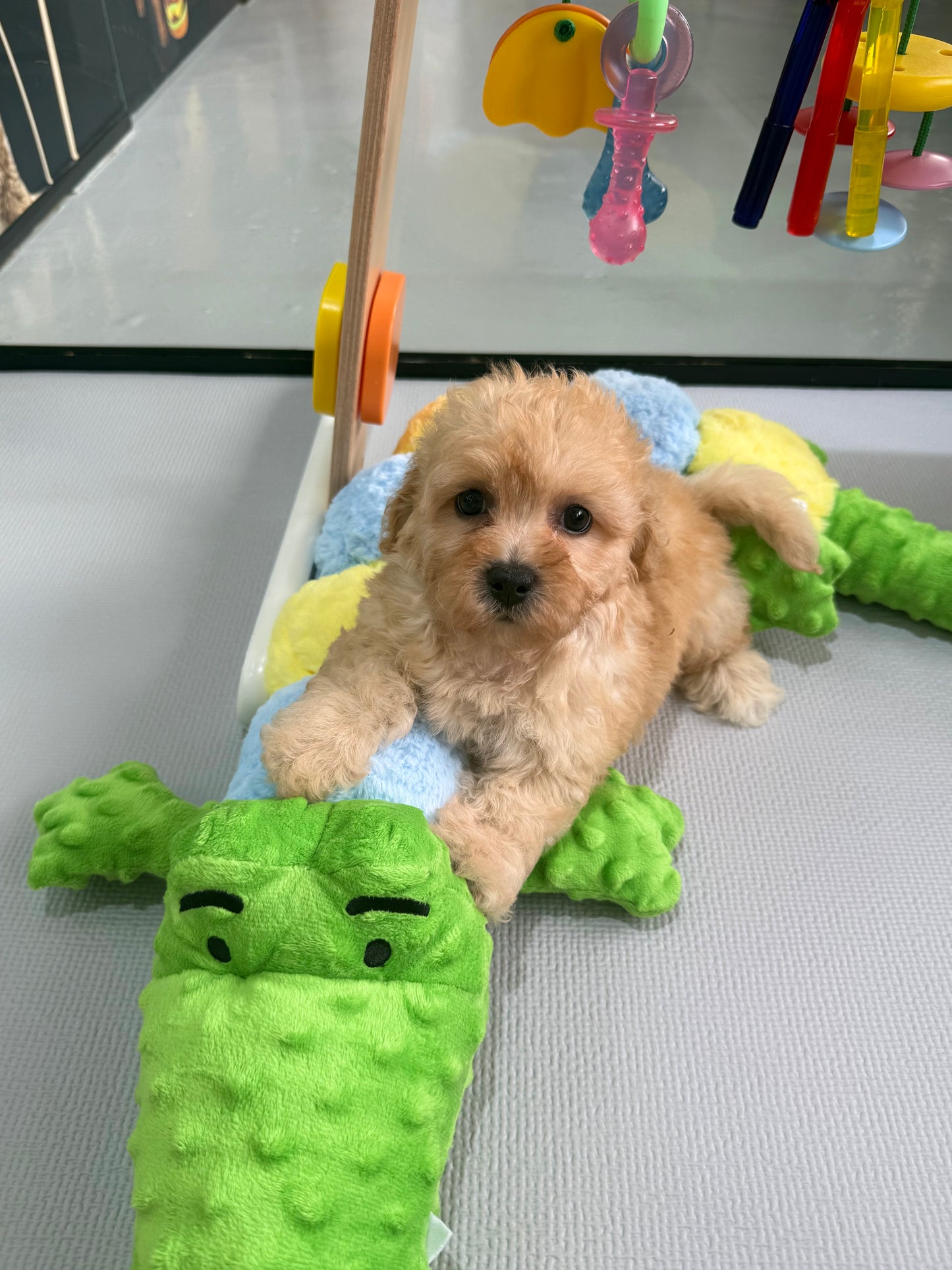 Apricot Toy Cavapoo 🇸🇬 (Boy)