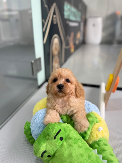 Apricot Toy Cavapoo 🇸🇬 (Boy)