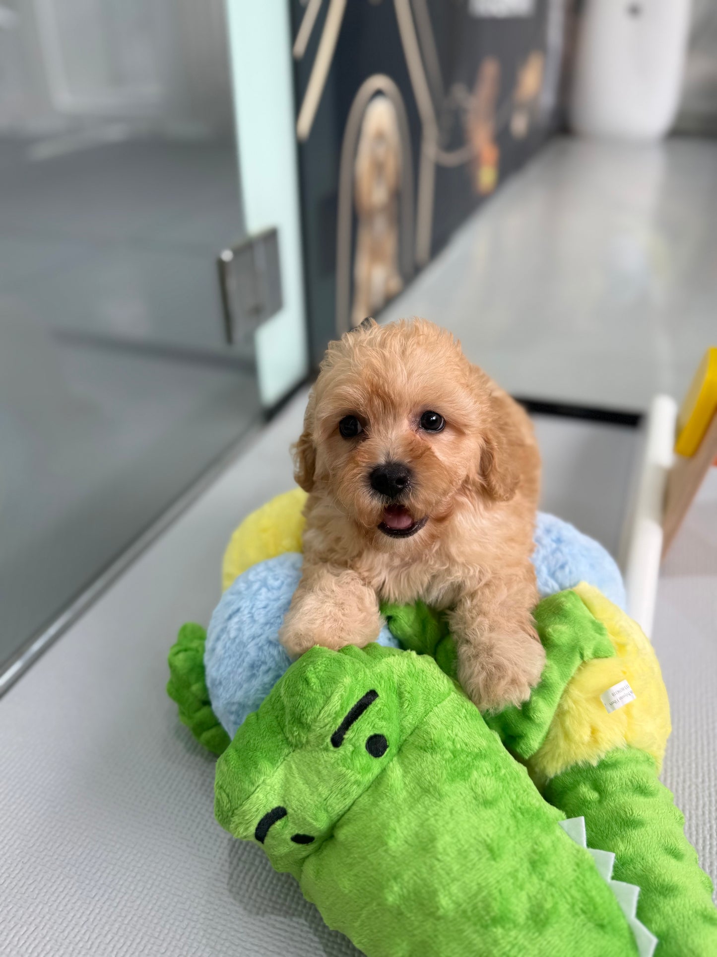 Apricot Toy Cavapoo 🇸🇬 (Boy)