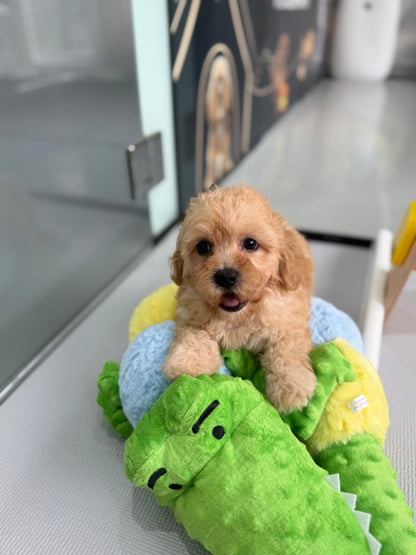 Apricot Toy Cavapoo 🇸🇬 (Boy)