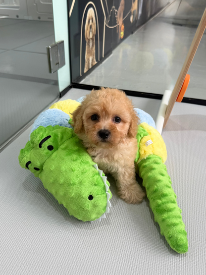 Apricot Toy Cavapoo 🇸🇬 (Boy)