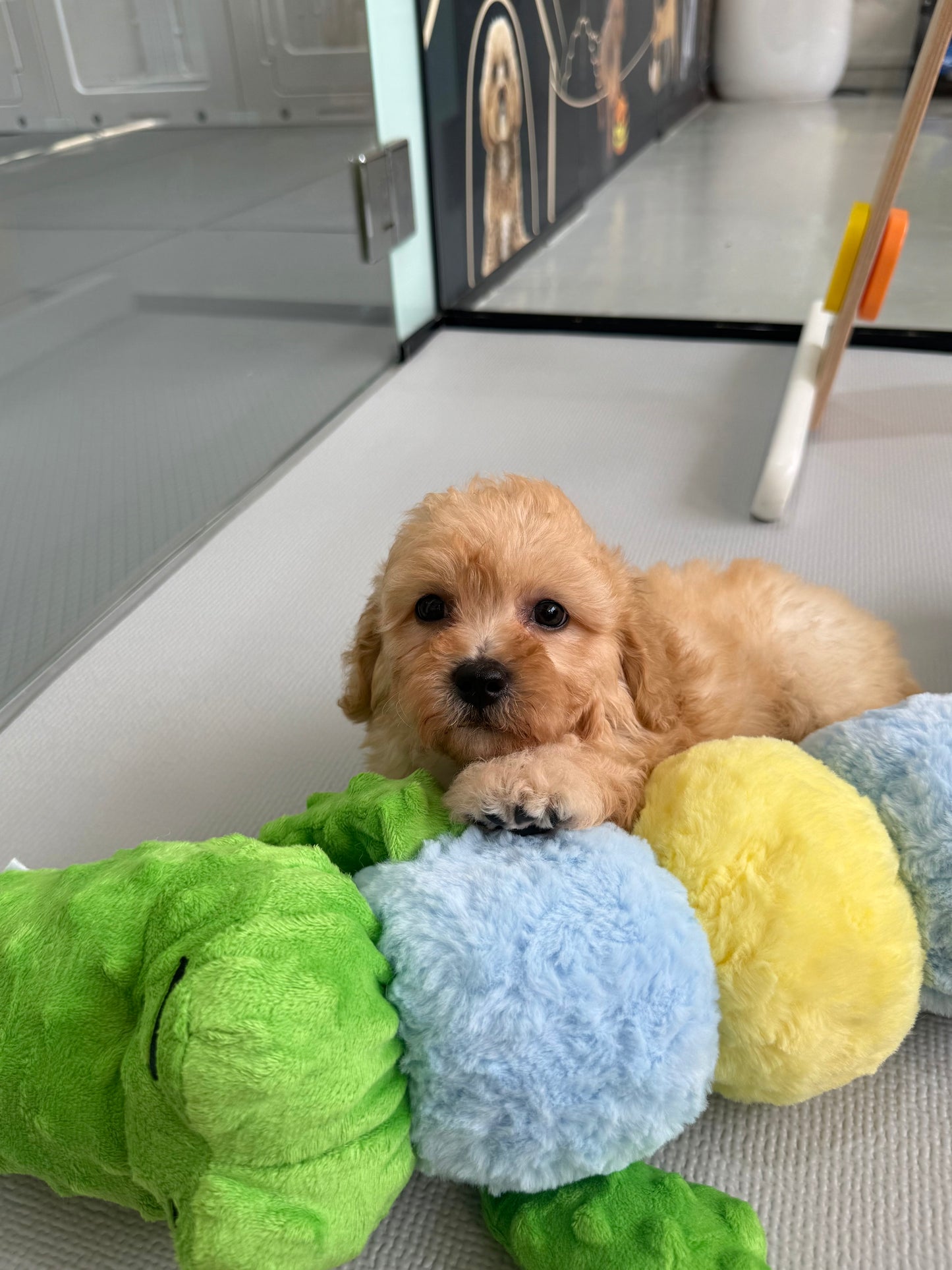 Apricot Toy Cavapoo 🇸🇬 (Boy)