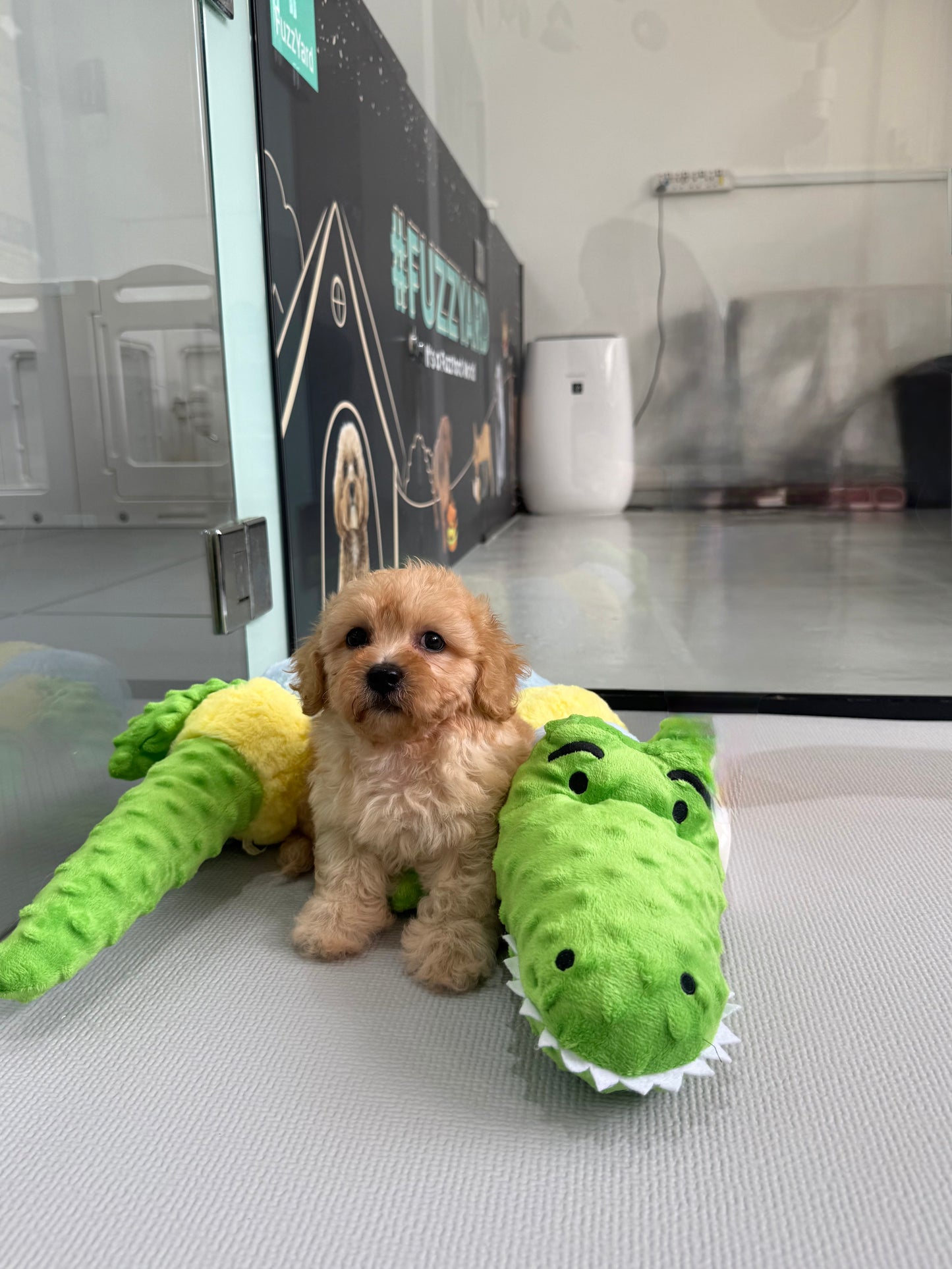 Apricot Toy Cavapoo 🇸🇬 (Boy)