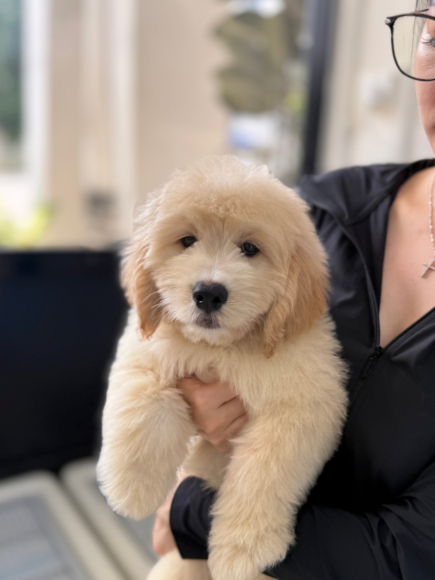 Cream Brown F1 Golden Doodle 🇸🇬 (Boy)