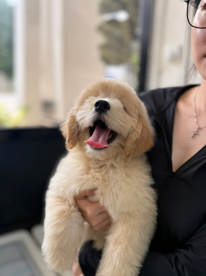 Cream Brown F1 Golden Doodle 🇸🇬 (Boy)
