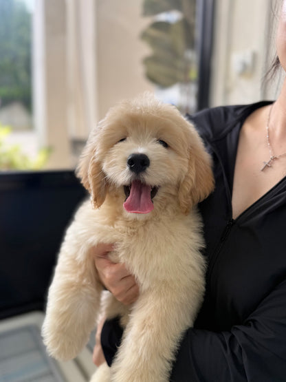 Cream Brown F1 Golden Doodle 🇸🇬 (Boy)