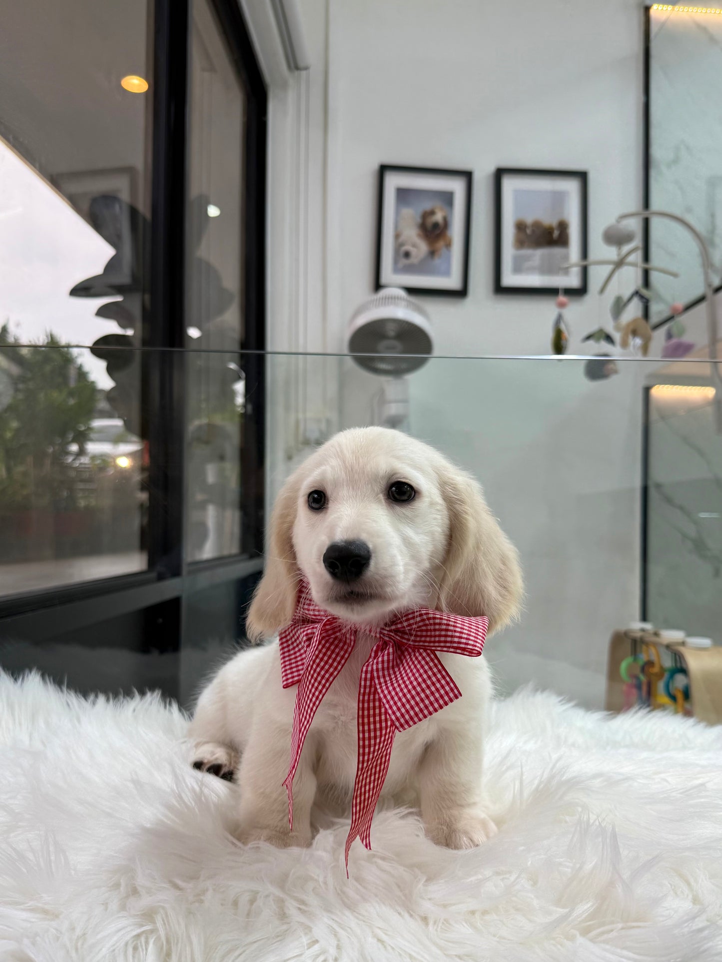 Lucky: Cream Gold F1B Golden Doxie 🇸🇬 (Boy)