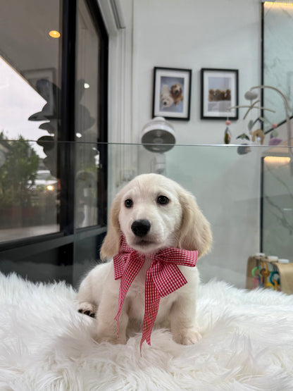 Lucky: Cream Gold F1B Golden Doxie 🇸🇬 (Boy)