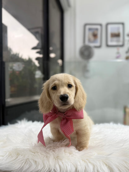 Latte: Cream Gold F1B Golden Doxie 🇸🇬 (Boy)