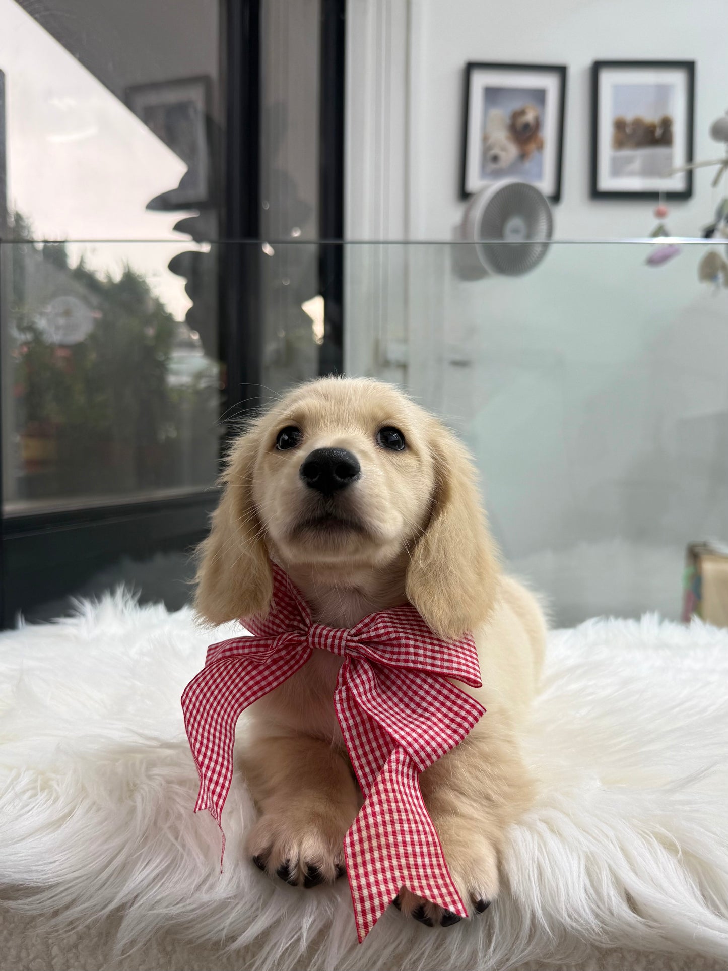 Latte: Cream Gold F1B Golden Doxie 🇸🇬 (Boy)