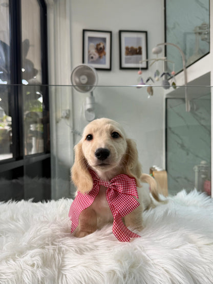 Leo: Cream Gold F1B Golden Doxie 🇸🇬 (Boy)