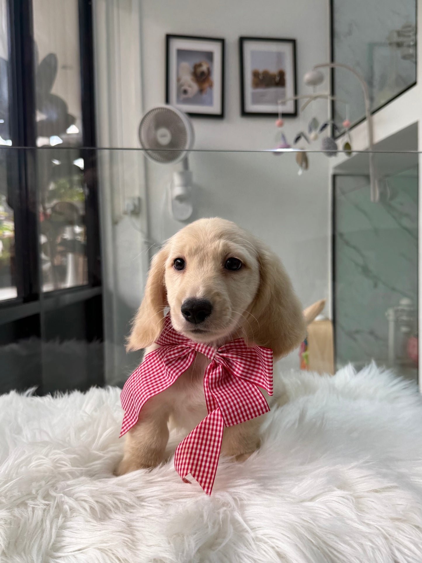 Leo: Cream Gold F1B Golden Doxie 🇸🇬 (Boy)