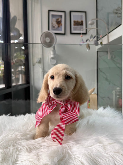 Leo: Cream Gold F1B Golden Doxie 🇸🇬 (Boy)