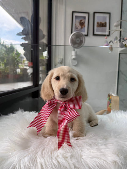 Leo: Cream Gold F1B Golden Doxie 🇸🇬 (Boy)