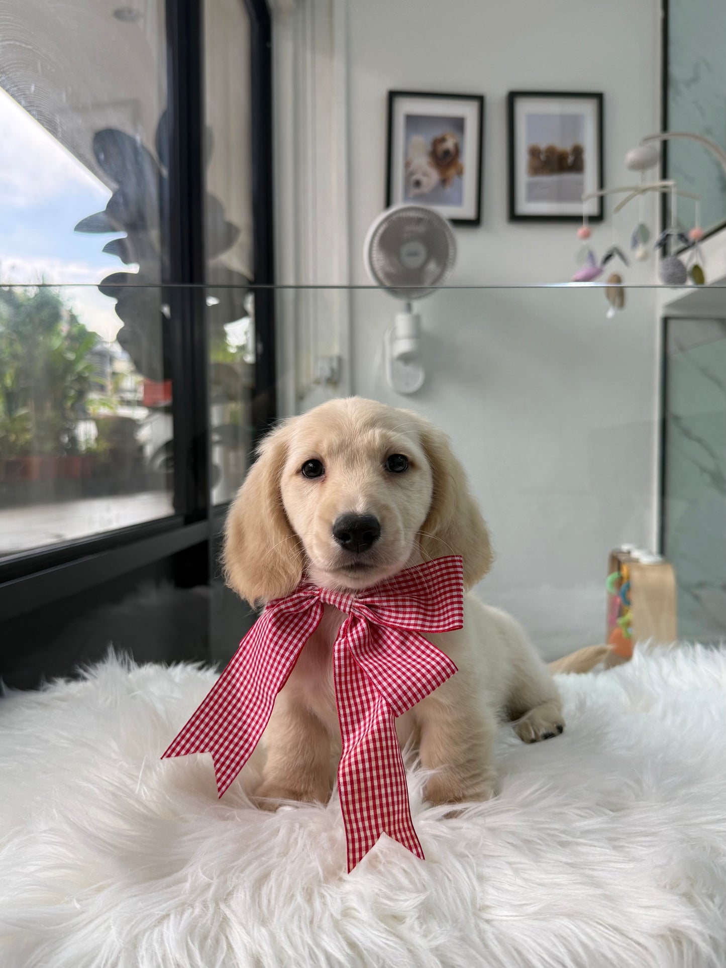 Leo: Cream Gold F1B Golden Doxie 🇸🇬 (Boy)