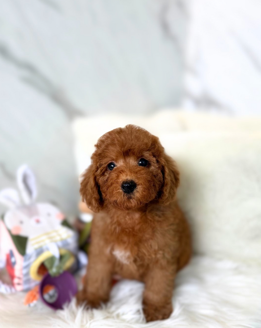 💌 Sophie: Brown Toy Poodle 🇸🇬 (Girl)